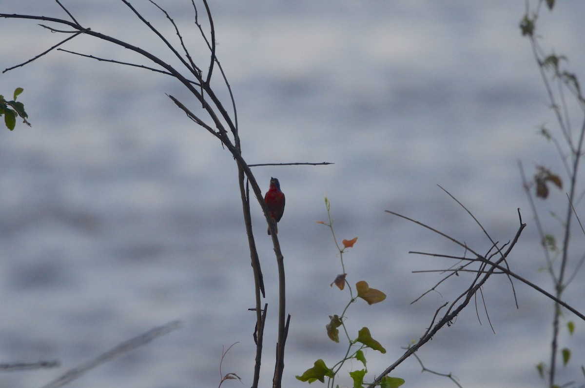 Painted Bunting - ML128741501