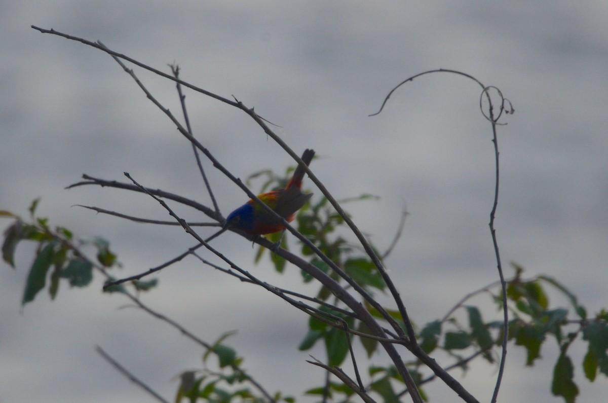 Painted Bunting - ML128741531