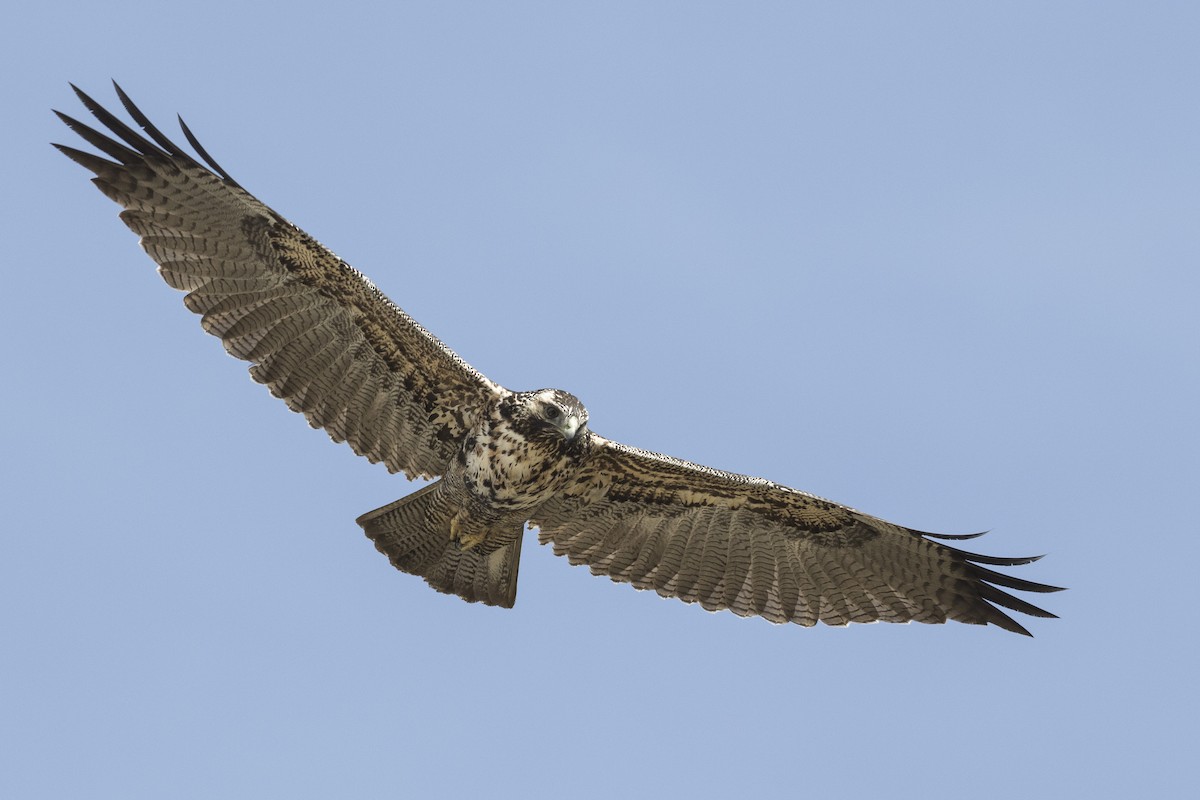 Black-chested Buzzard-Eagle - ML128741681