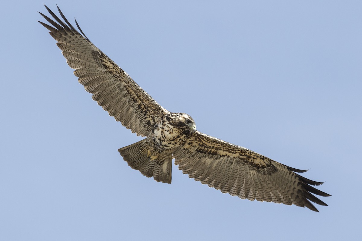 Black-chested Buzzard-Eagle - ML128741721