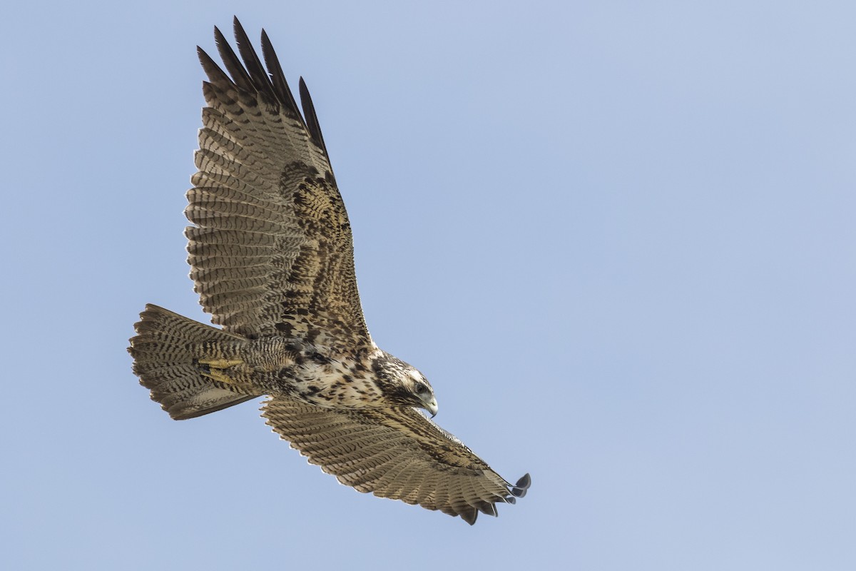 Black-chested Buzzard-Eagle - ML128741731