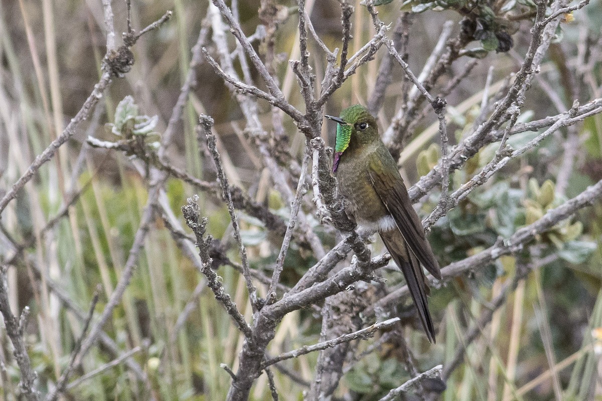 Colibrí Picoespina - ML128741751