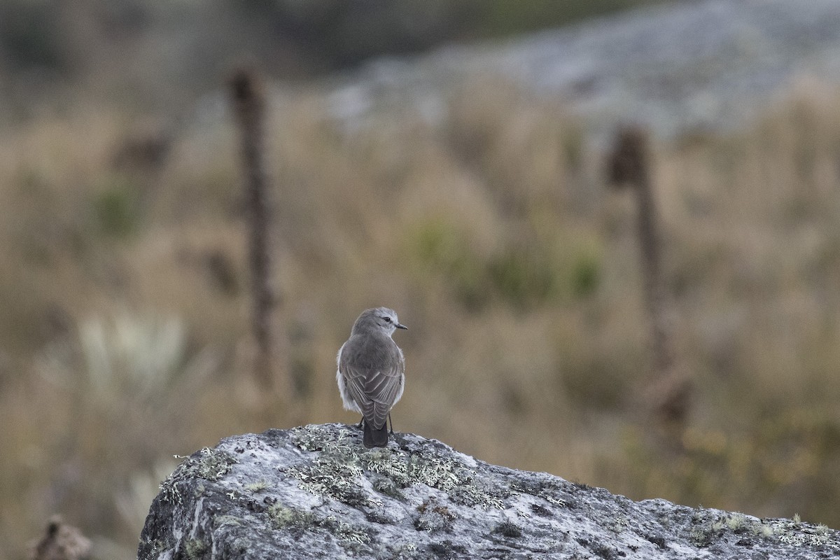 Plain-capped Ground-Tyrant - ML128741861