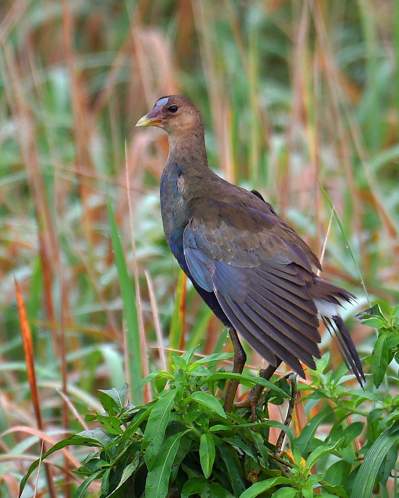 Purple Gallinule - ML128741941