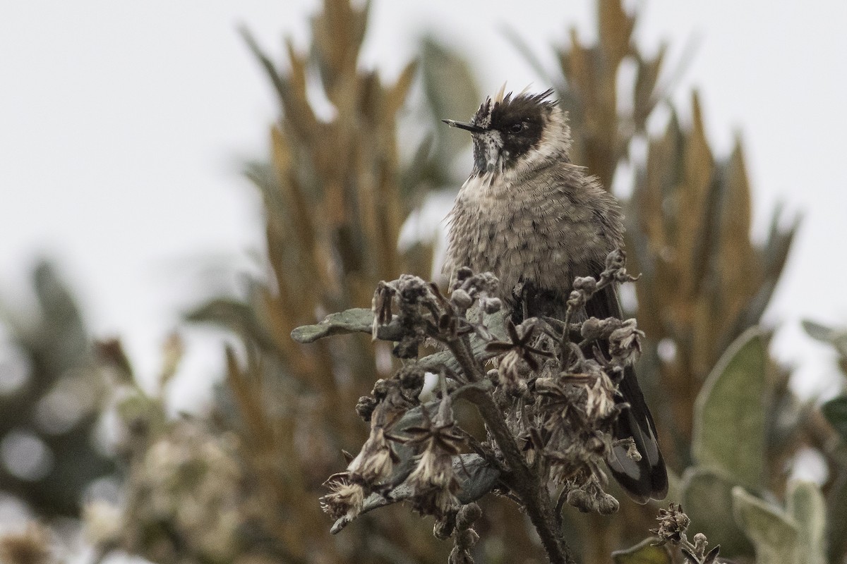 Green-bearded Helmetcrest - ML128742011