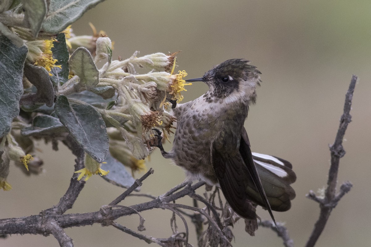 Green-bearded Helmetcrest - Jacob Drucker
