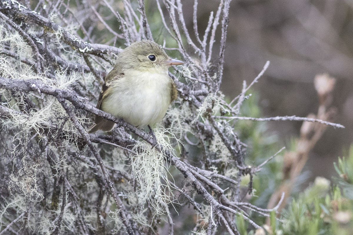 Acadian Flycatcher - ML128742101