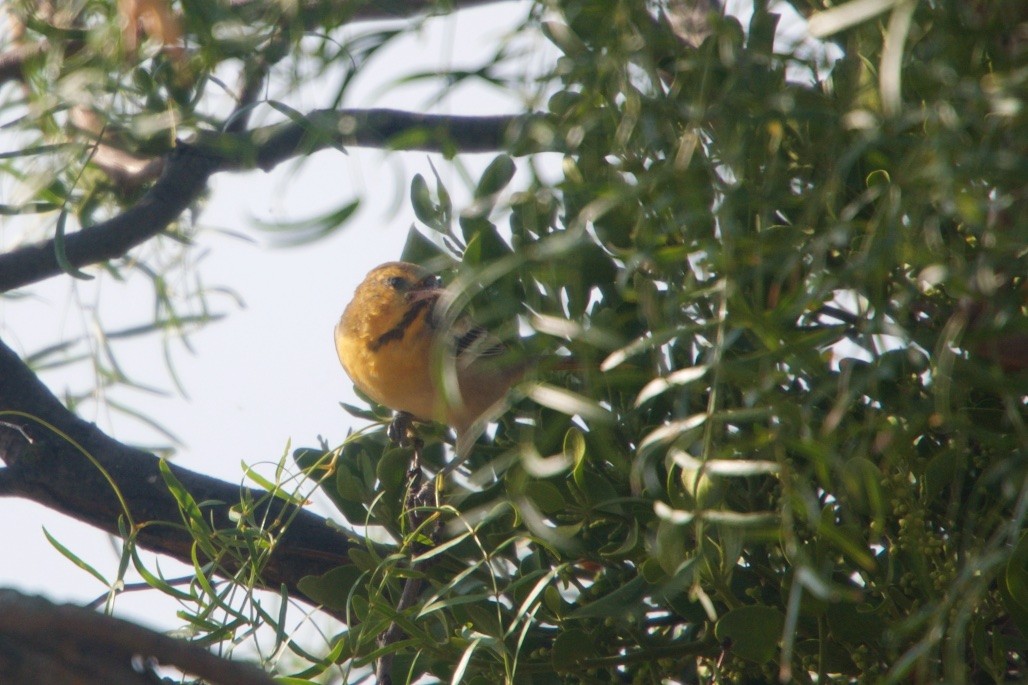 Bullock's Oriole - ML128743041