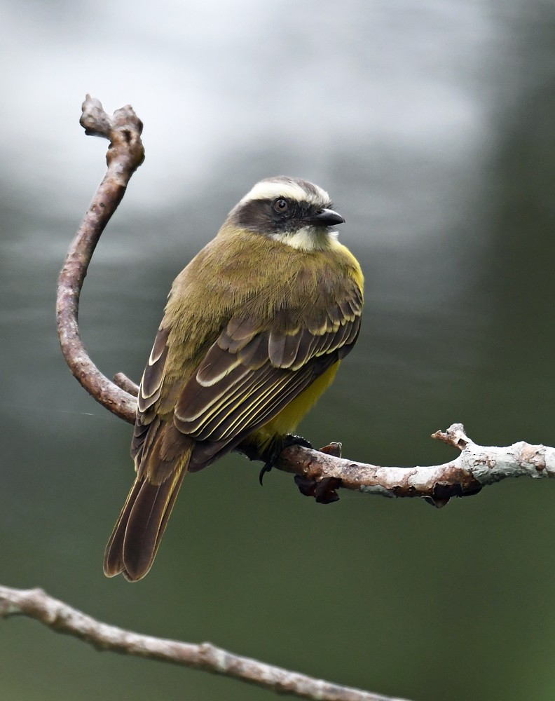 Rusty-margined/Social Flycatcher - ML128743671