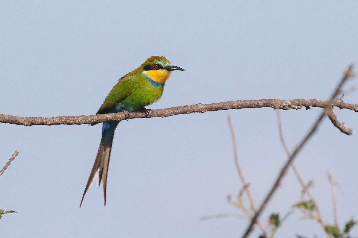 Swallow-tailed Bee-eater - ML128743981
