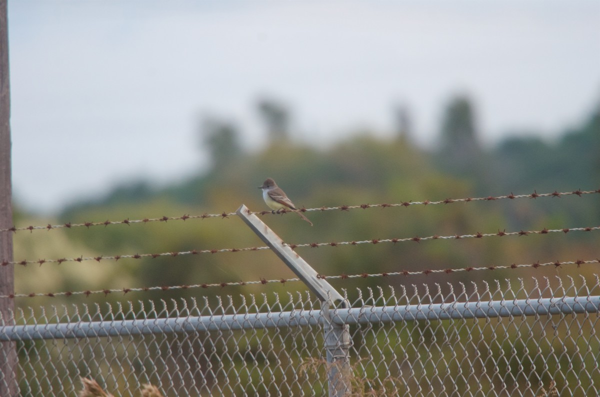 Ash-throated Flycatcher - ML128744261