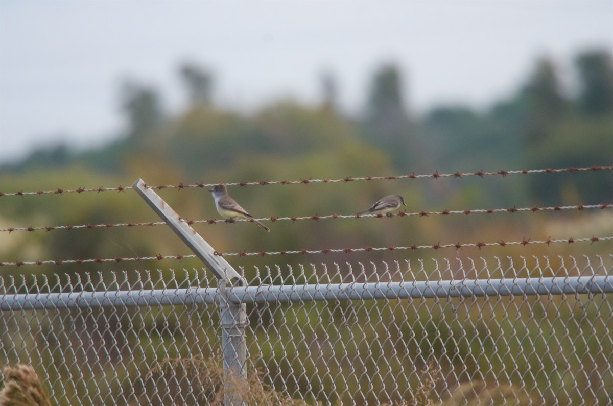 Ash-throated Flycatcher - ML128744271