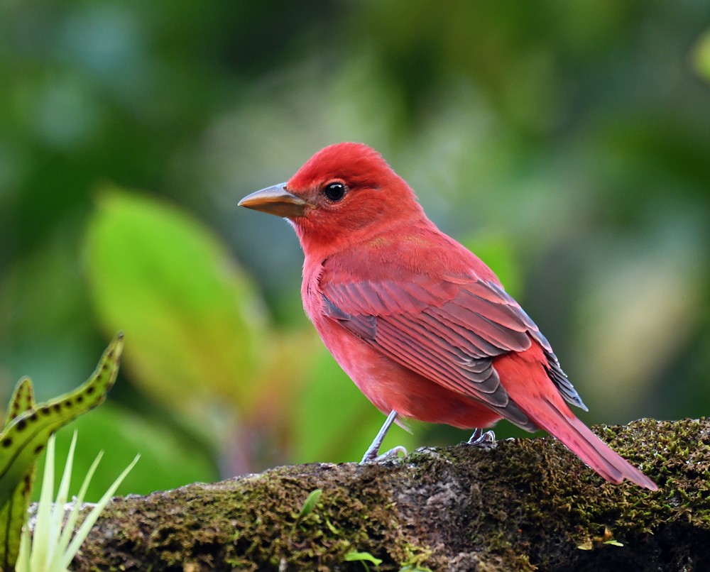 Summer Tanager - ML128744621