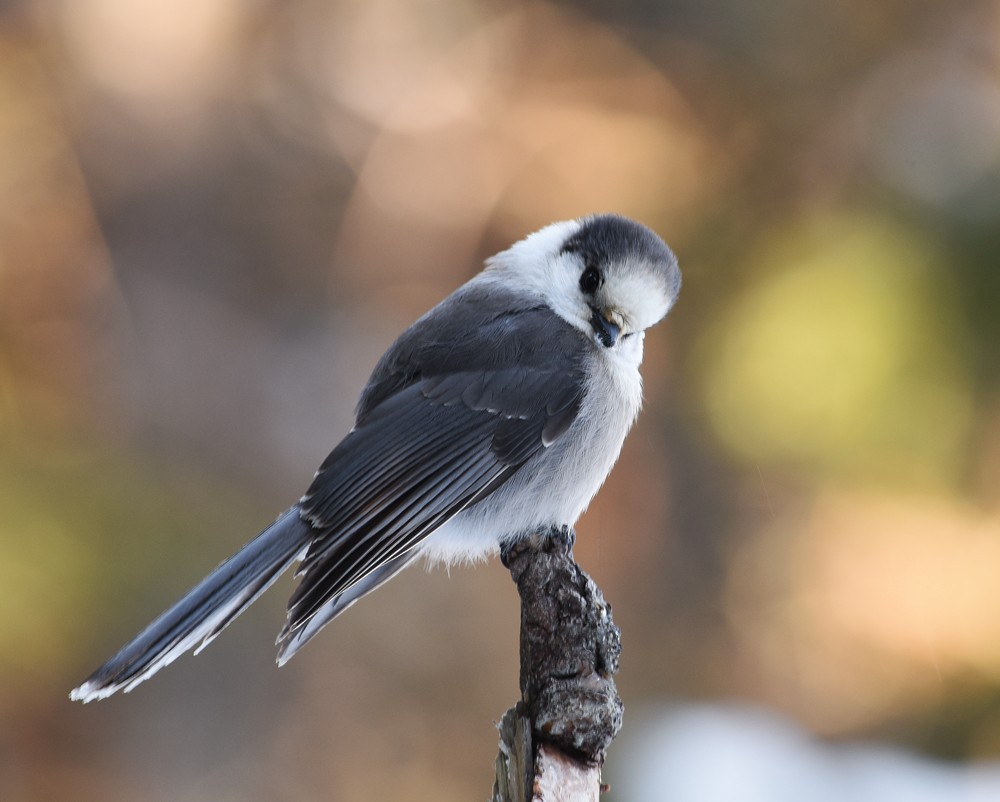 Canada Jay - ML128746461