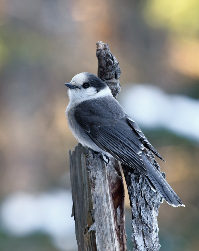 Canada Jay - ML128746491