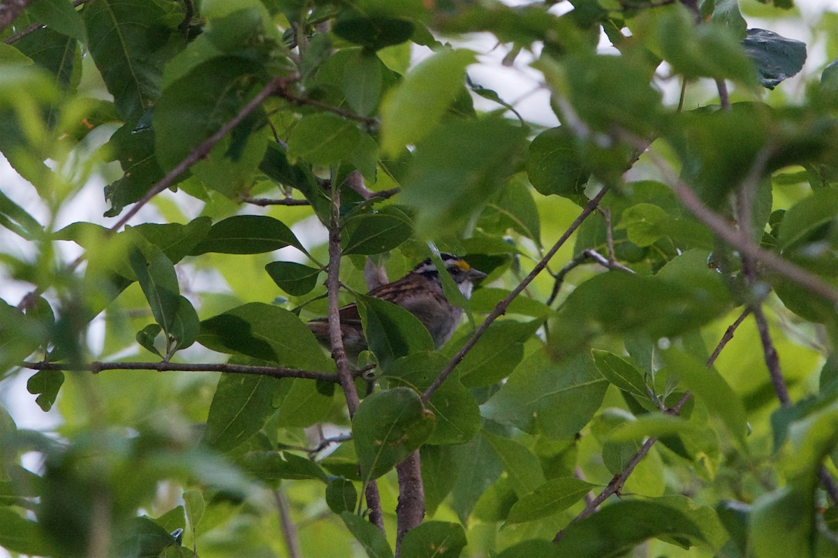 White-throated Sparrow - ML128747201