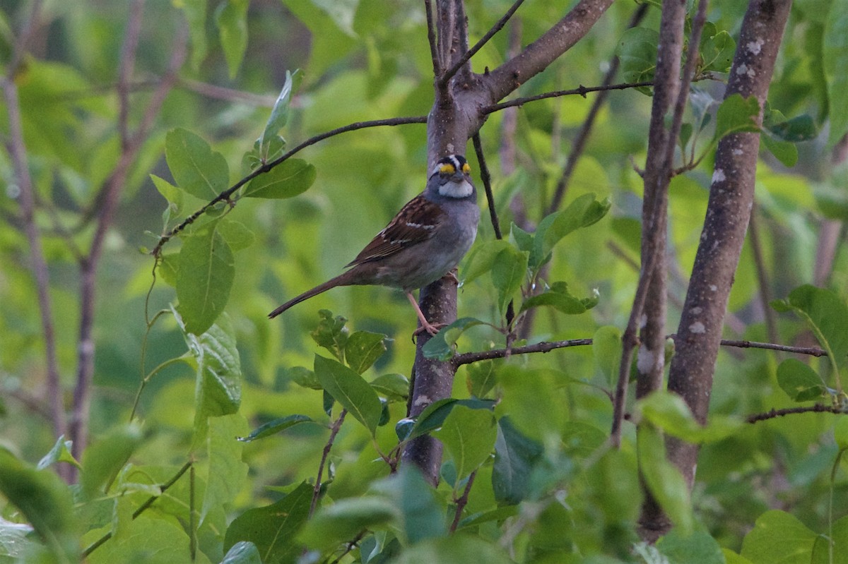 White-throated Sparrow - ML128747221