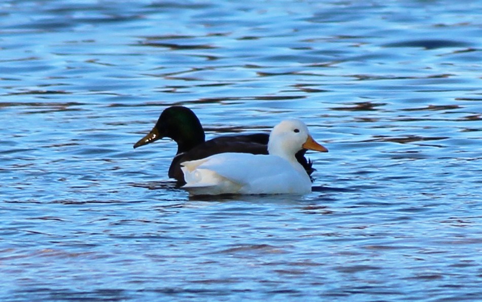 Canard colvert (forme domestique) - ML128748481