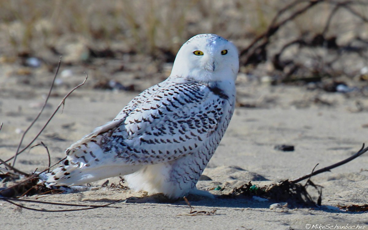 Snowy Owl - ML128749121