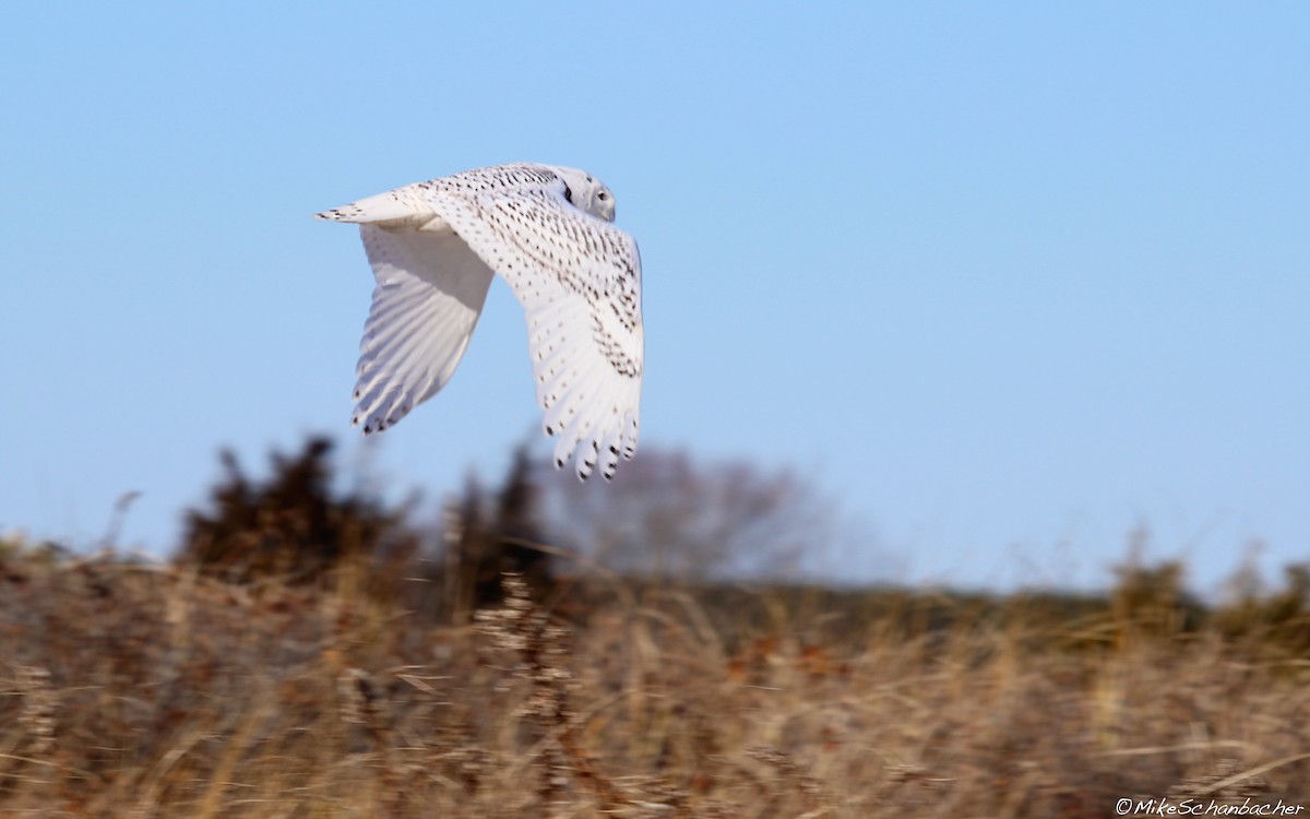 Snowy Owl - Mike Schanbacher