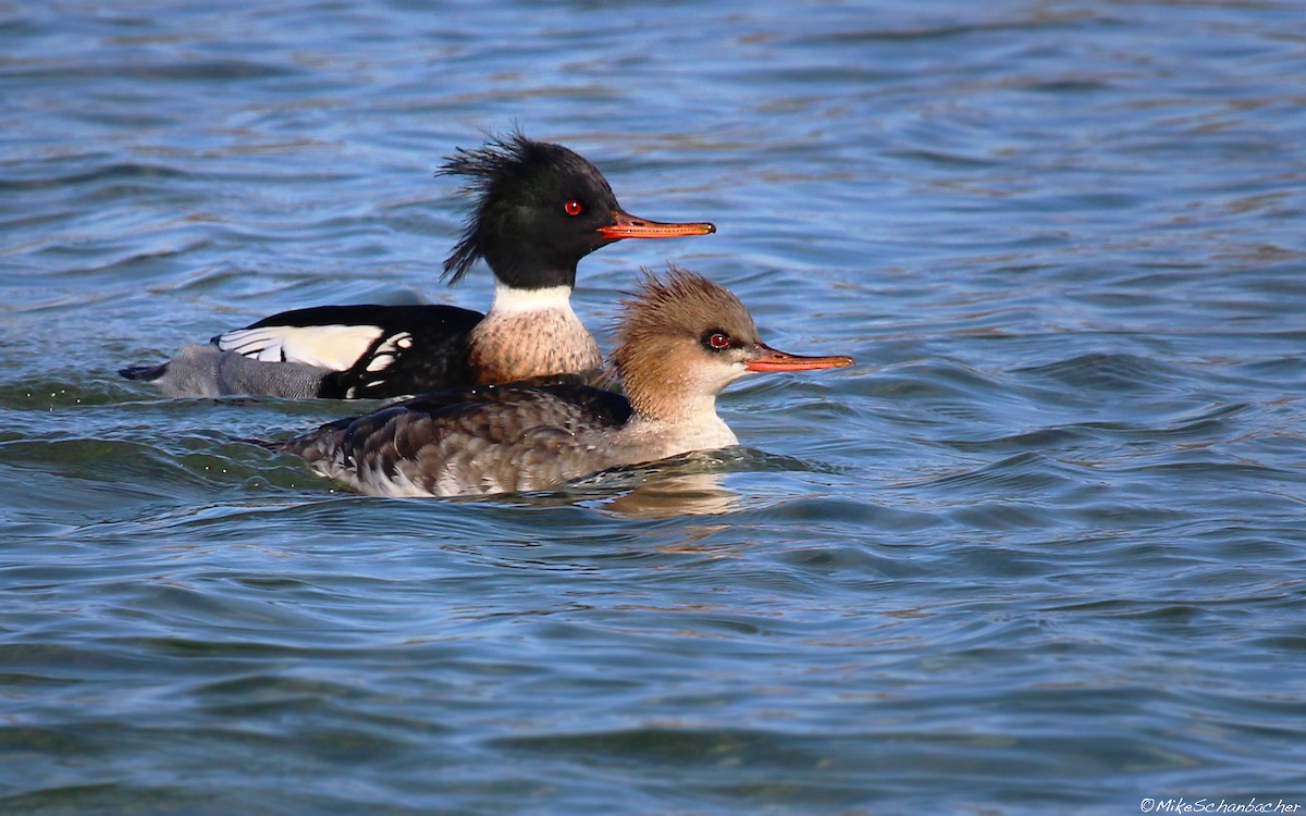 Red-breasted Merganser - ML128749301