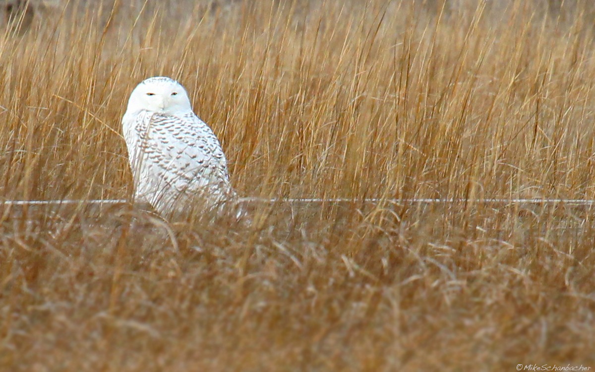 Snowy Owl - Mike Schanbacher