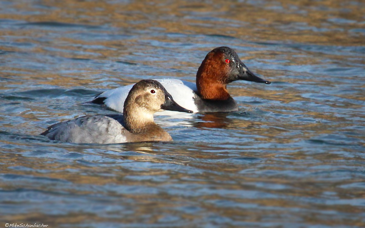 Canvasback - Mike Schanbacher