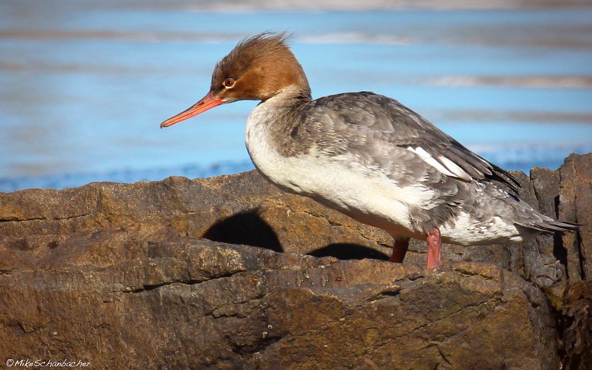 Red-breasted Merganser - ML128749651