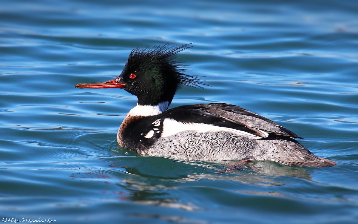 Red-breasted Merganser - ML128749671