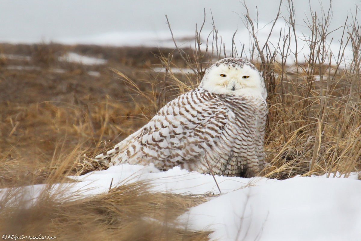 Snowy Owl - Mike Schanbacher