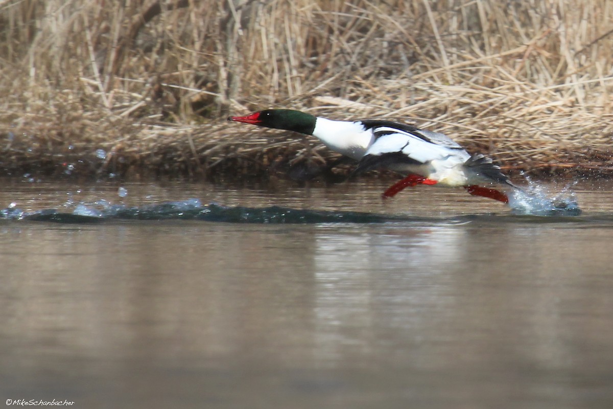 Common Merganser - ML128749991