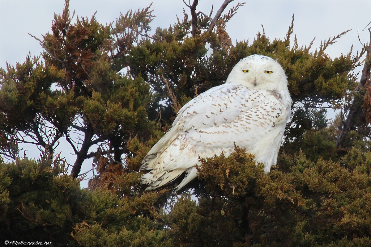 Snowy Owl - Mike Schanbacher