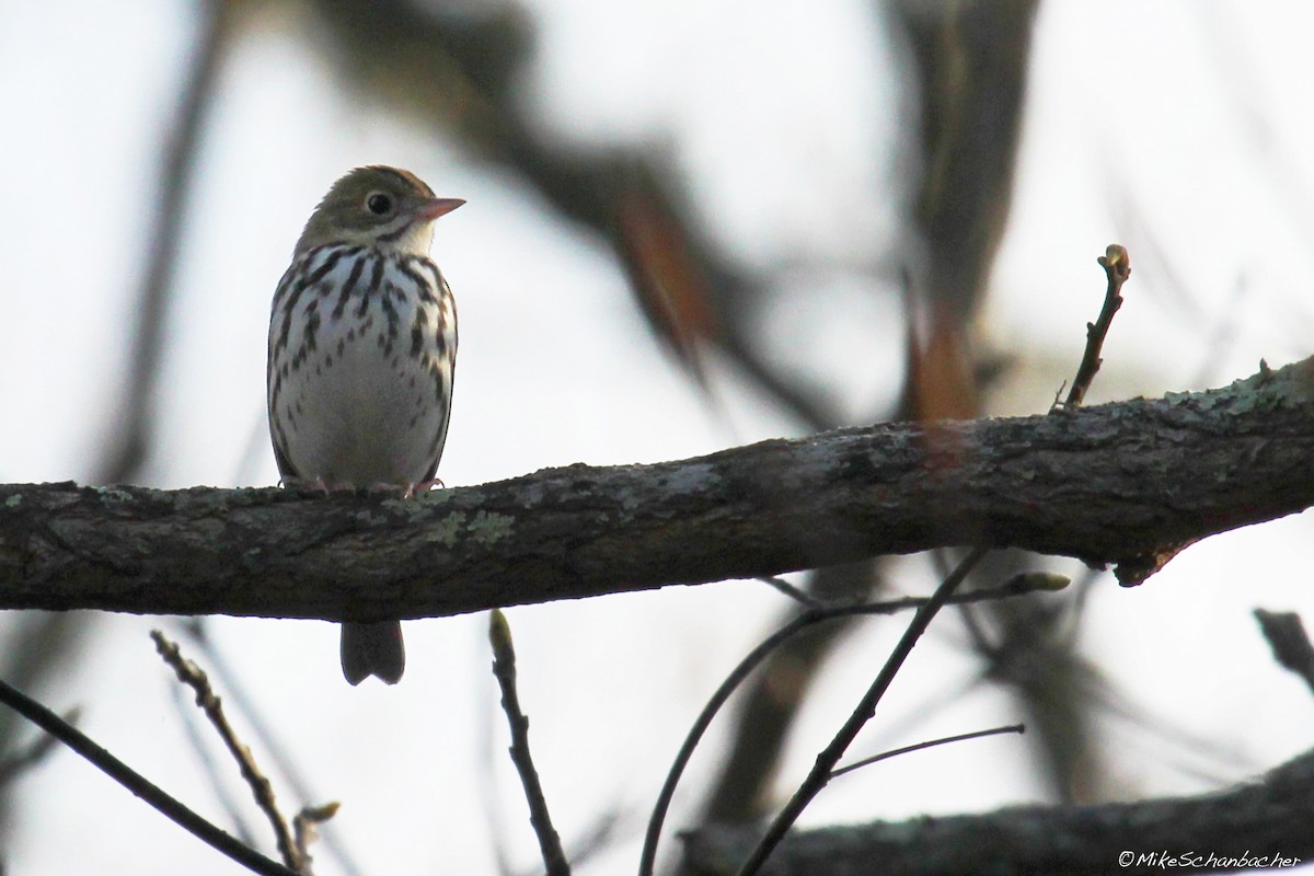 Ovenbird - ML128750661