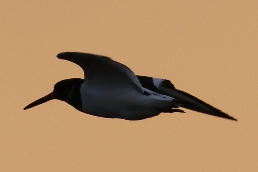 Eurasian Oystercatcher - Bruce Kerr