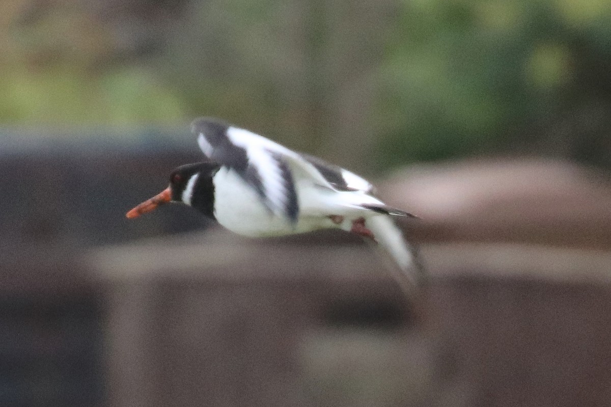 Eurasian Oystercatcher - Bruce Kerr