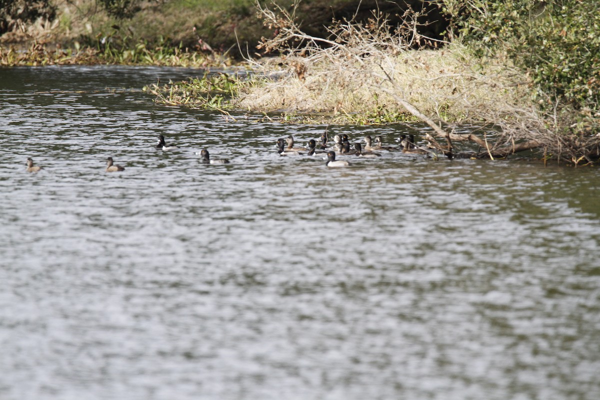 Ring-necked Duck - ML128751241