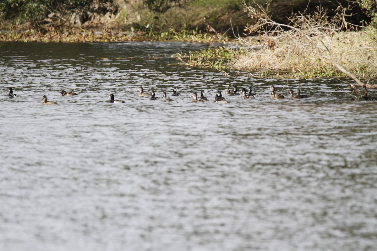 Ring-necked Duck - ML128751451