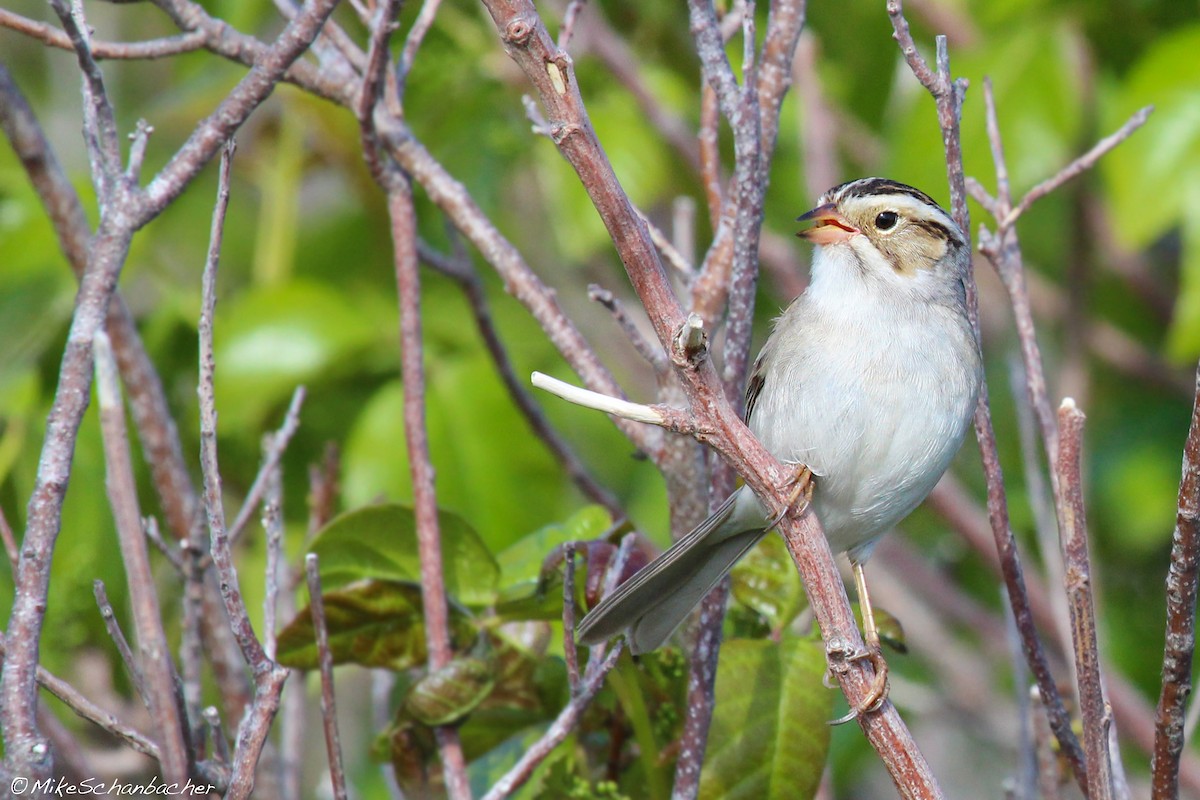 Clay-colored Sparrow - ML128751971