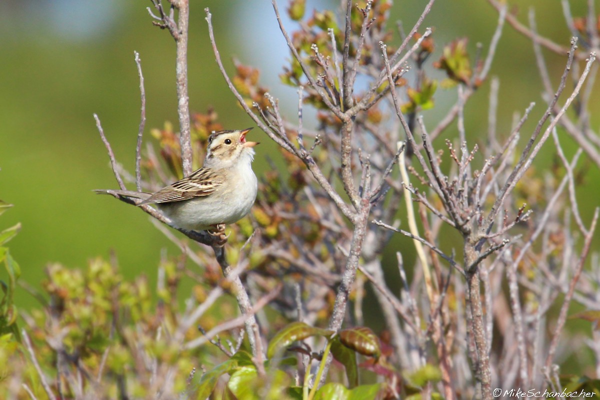 Clay-colored Sparrow - ML128751981