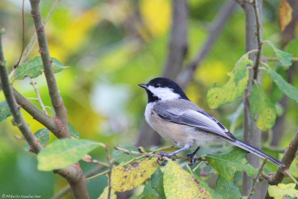 Mésange à tête noire - ML128752721