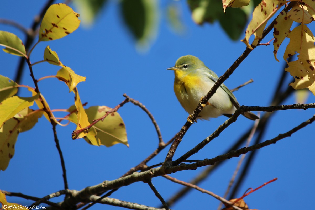 Northern Parula - ML128752821