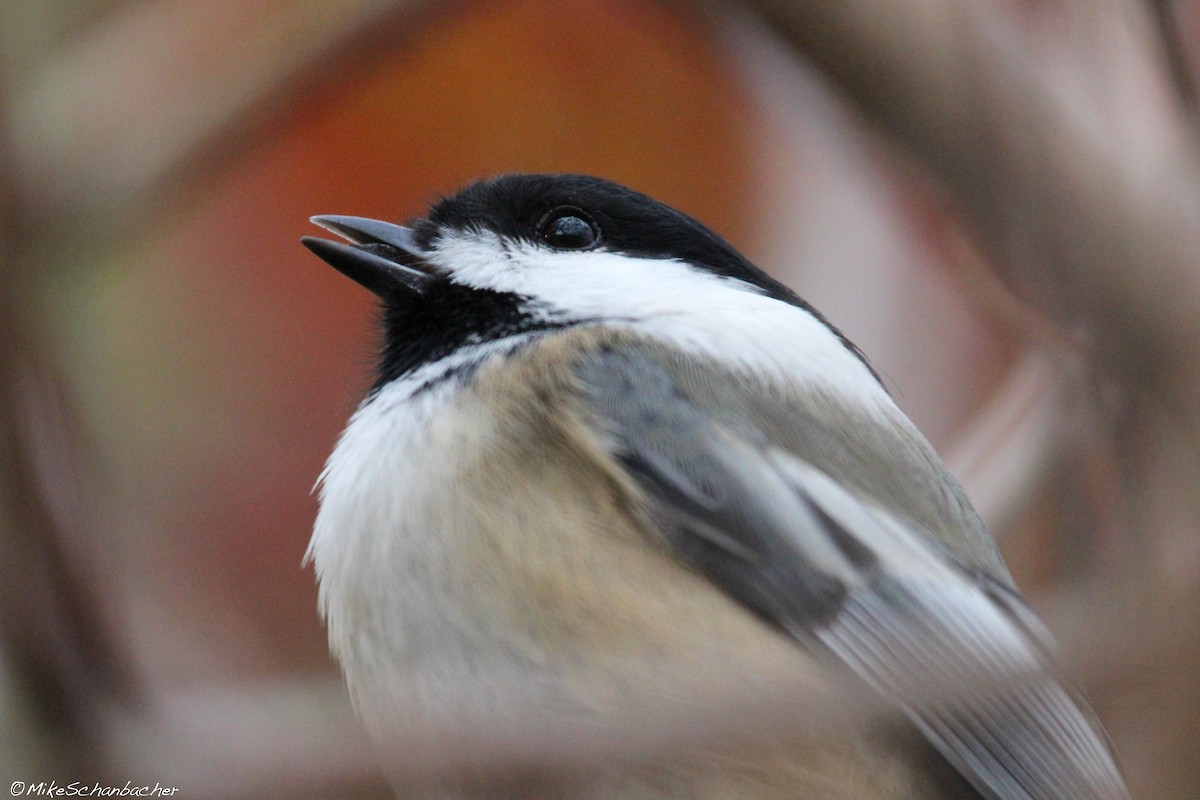 Mésange à tête noire - ML128753431