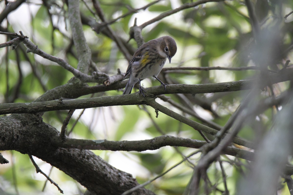 Yellow-rumped Warbler - Connie Guillory