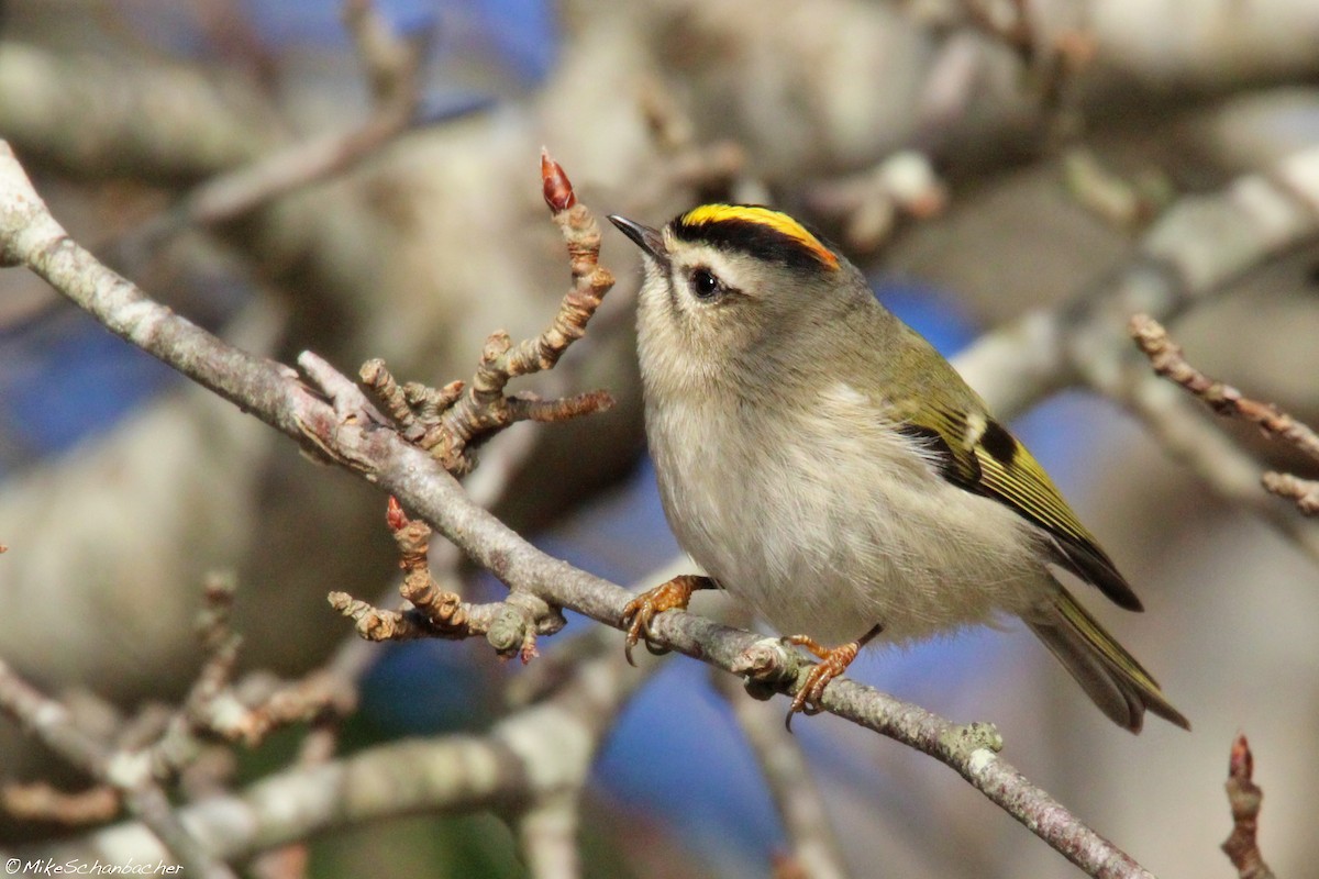 Golden-crowned Kinglet - Mike Schanbacher