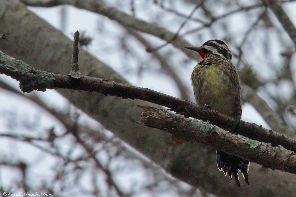 Yellow-bellied Sapsucker - ML128754301