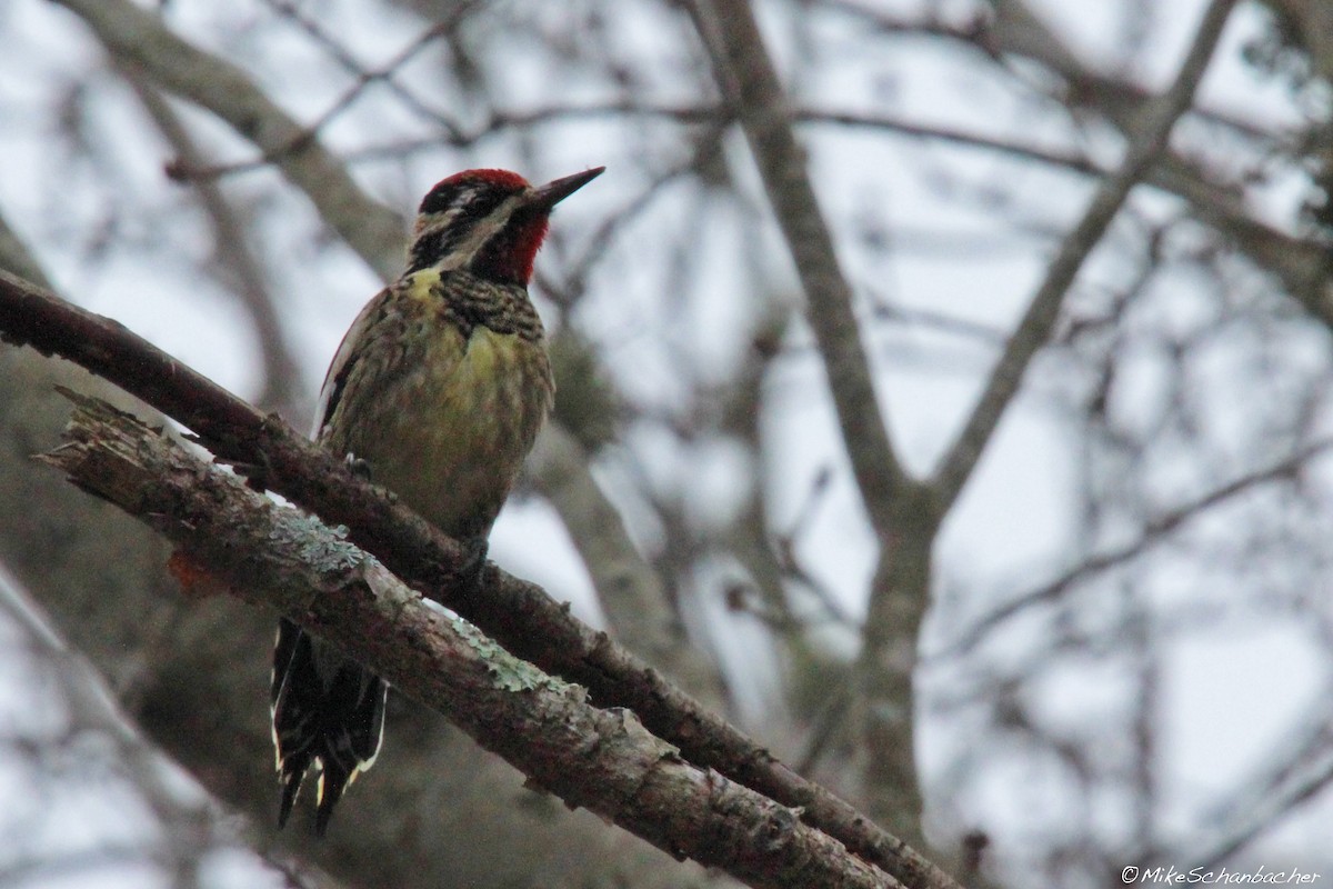 Yellow-bellied Sapsucker - ML128754341