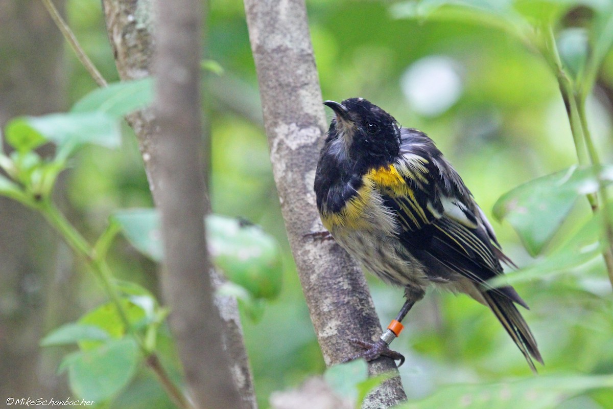 Hihi de Nouvelle-Zélande - ML128755291