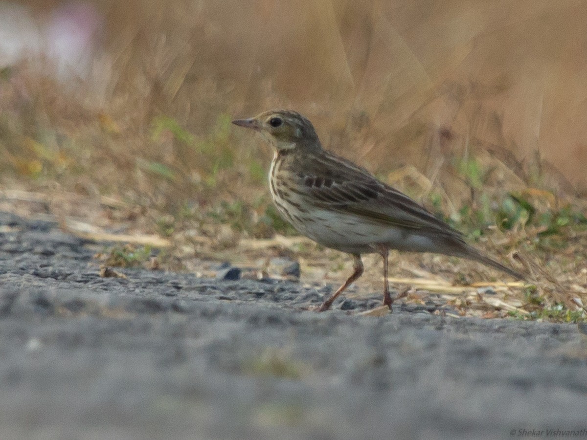 Tree Pipit - ML128755521