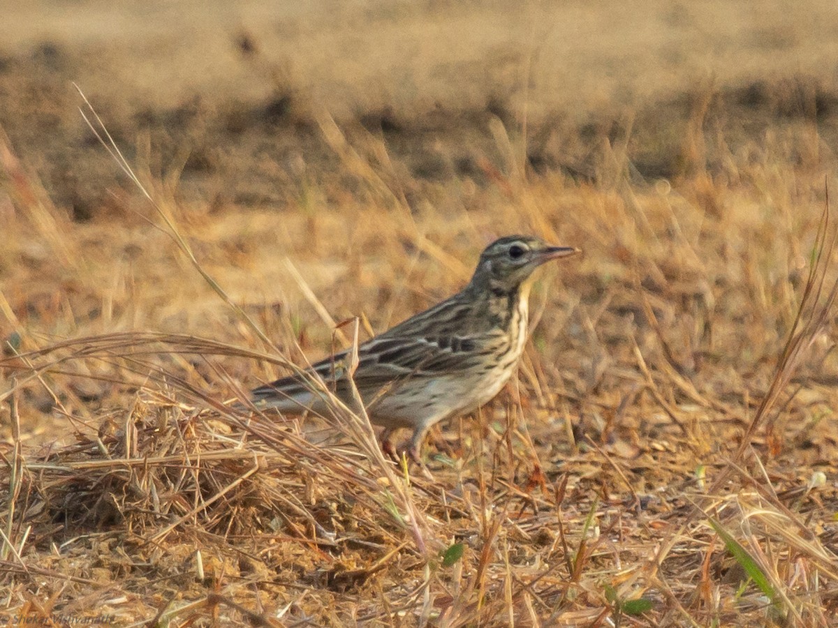 Tree Pipit - ML128755531