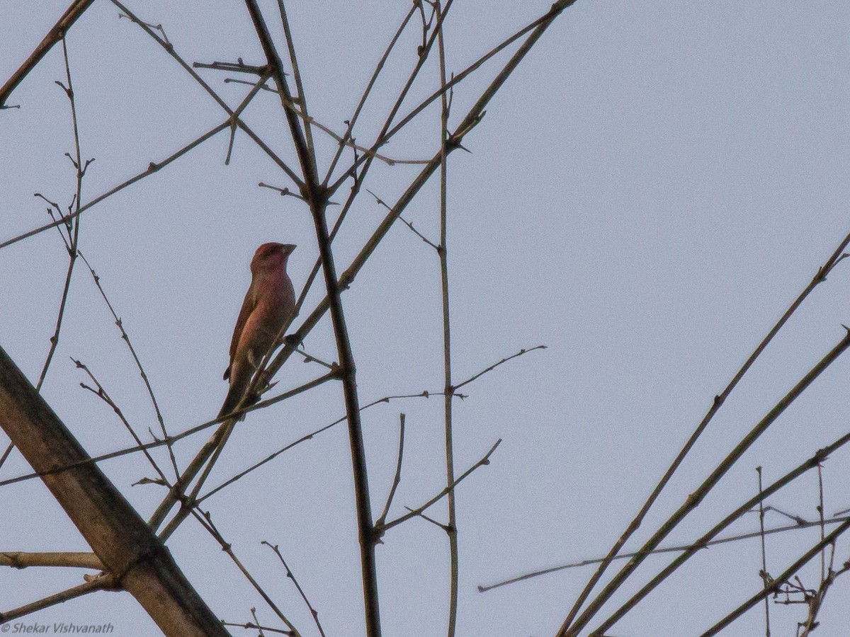 Common Rosefinch - ML128755601